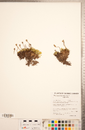  ( - CCDB-20334-D05)  @11 [ ] Copyright (2015) Deb Metsger Royal Ontario Museum