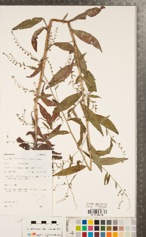  ( - CCDB-23324-C08)  @11 [ ] Copyright (2015) Deb Metsger Royal Ontario Museum