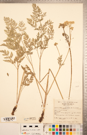  (Ligusticum apiifolium - CCDB-20334-C01)  @11 [ ] Copyright (2015) Deb Metsger Royal Ontario Museum