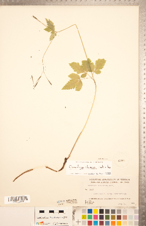  ( - CCDB-20334-A01)  @11 [ ] Copyright (2015) Deb Metsger Royal Ontario Museum