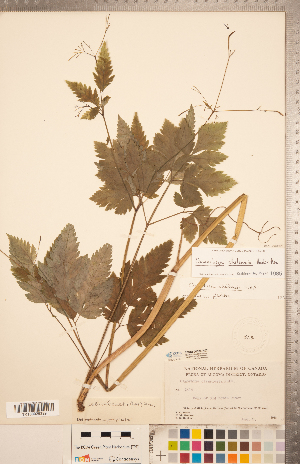  ( - CCDB-20334-H02)  @11 [ ] Copyright (2015) Deb Metsger Royal Ontario Museum