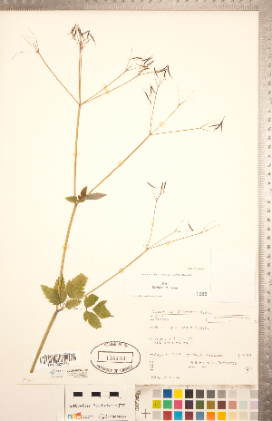  ( - CCDB-20334-G02)  @11 [ ] Copyright (2015) Deb Metsger Royal Ontario Museum