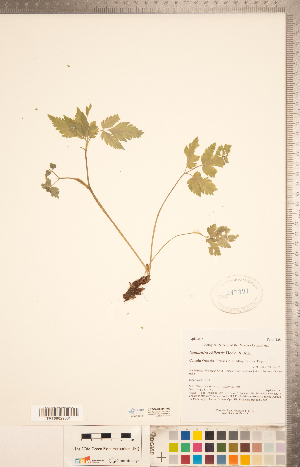 ( - CCDB-20334-F02)  @11 [ ] Copyright (2015) Deb Metsger Royal Ontario Museum