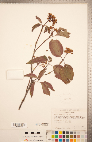  (Cornus drummondii - CCDB-20334-A02)  @11 [ ] Copyright (2015) Deb Metsger Royal Ontario Museum