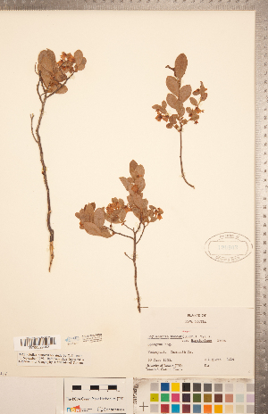  ( - CCDB-20334-H05)  @11 [ ] Copyright (2015) Deb Metsger Royal Ontario Museum