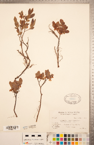  ( - CCDB-20334-G05)  @11 [ ] Copyright (2015) Deb Metsger Royal Ontario Museum