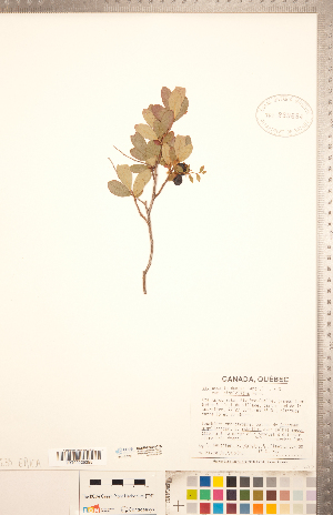  ( - CCDB-20334-E05)  @11 [ ] Copyright (2015) Deb Metsger Royal Ontario Museum