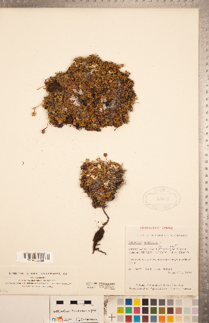  ( - CCDB-20334-C05)  @11 [ ] Copyright (2015) Deb Metsger Royal Ontario Museum