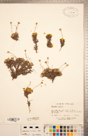  ( - CCDB-20334-B05)  @11 [ ] Copyright (2015) Deb Metsger Royal Ontario Museum