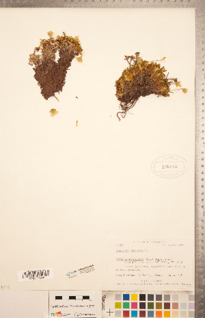  ( - CCDB-20334-A05)  @11 [ ] Copyright (2015) Deb Metsger Royal Ontario Museum