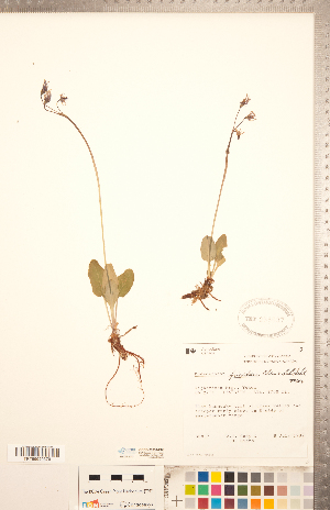  (Primula frigida - CCDB-20334-C08)  @11 [ ] Copyright (2015) Deb Metsger Royal Ontario Museum