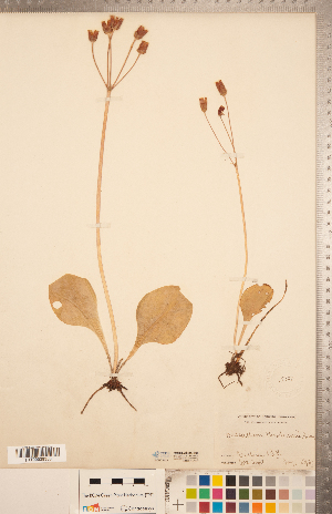  (Primula hendersonii - CCDB-20334-A08)  @11 [ ] Copyright (2015) Deb Metsger Royal Ontario Museum