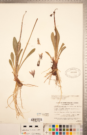  (Primula jeffreyi - CCDB-20334-G09)  @11 [ ] Copyright (2015) Deb Metsger Royal Ontario Museum