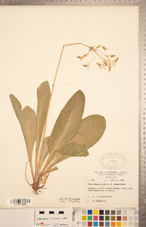  (Primula meadia - CCDB-20334-E09)  @11 [ ] Copyright (2015) Deb Metsger Royal Ontario Museum