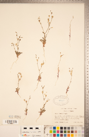  ( - CCDB-20334-F12)  @11 [ ] Copyright (2015) Deb Metsger Royal Ontario Museum