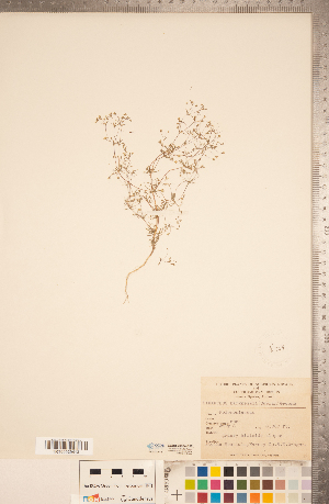  ( - CCDB-20334-B12)  @11 [ ] Copyright (2015) Deb Metsger Royal Ontario Museum