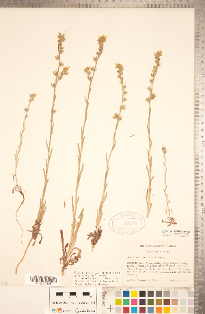  (Amsinckia lycopsoides - CCDB-20335-H02)  @11 [ ] Copyright (2015) Deb Metsger Royal Ontario Museum
