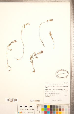  (Thymus praecox subsp. arcticus - CCDB-20336-C08)  @11 [ ] Copyright (2015) Deb Metsger Royal Ontario Museum
