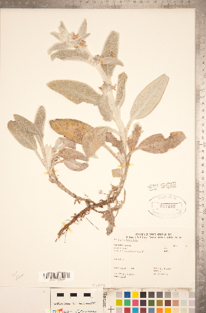  ( - CCDB-20336-G10)  @11 [ ] Copyright (2015) Deb Metsger Royal Ontario Museum