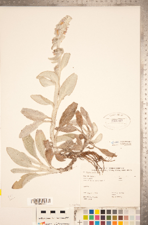  ( - CCDB-20336-H10)  @11 [ ] Copyright (2015) Deb Metsger Royal Ontario Museum
