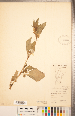  ( - CCDB-20336-D11)  @11 [ ] Copyright (2015) Deb Metsger Royal Ontario Museum