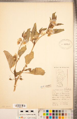  (Leucophysalis grandiflora - CCDB-20336-E11)  @11 [ ] Copyright (2015) Deb Metsger Royal Ontario Museum