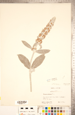 ( - CCDB-20336-C10)  @11 [ ] Copyright (2015) Deb Metsger Royal Ontario Museum