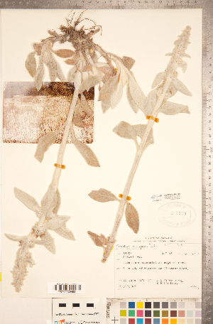  ( - CCDB-20336-D10)  @11 [ ] Copyright (2015) Deb Metsger Royal Ontario Museum
