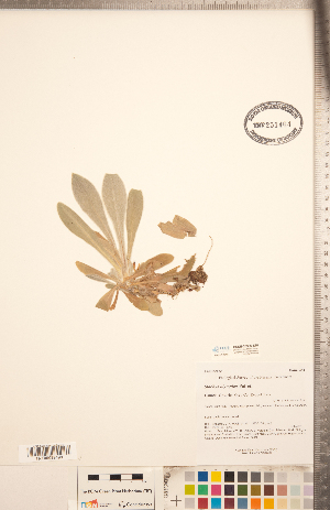  ( - CCDB-20336-E10)  @11 [ ] Copyright (2015) Deb Metsger Royal Ontario Museum