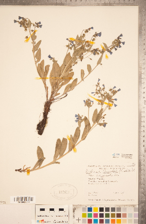  (Mertensia lanceolata var. lanceolata - CCDB-20335-B06)  @11 [ ] Copyright (2015) Deb Metsger Royal Ontario Museum