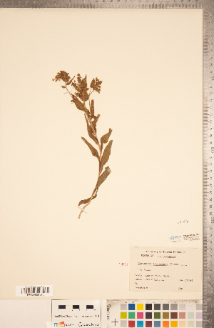  (Mertensia lanceolata - CCDB-20335-A06)  @11 [ ] Copyright (2015) Deb Metsger Royal Ontario Museum