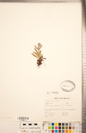  (Myosotis asiatica - CCDB-20335-B08)  @11 [ ] Copyright (2015) Deb Metsger Royal Ontario Museum