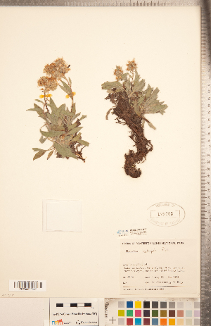  (Phacelia leptosepala - CCDB-20335-H10)  @11 [ ] Copyright (2015) Deb Metsger Royal Ontario Museum