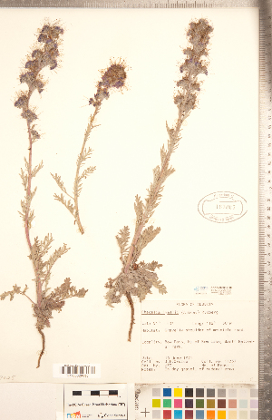 (Phacelia lyallii - CCDB-20335-G10)  @11 [ ] Copyright (2015) Deb Metsger Royal Ontario Museum
