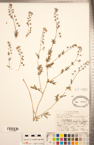  (Phacelia purshii - CCDB-20335-B10)  @11 [ ] Copyright (2015) Deb Metsger Royal Ontario Museum