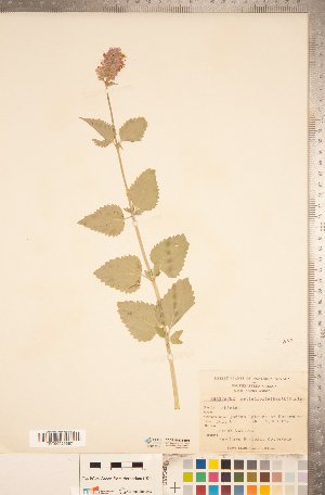  (Agastache urticifolia - CCDB-20336-B01)  @11 [ ] Copyright (2015) Deb Metsger Royal Ontario Museum