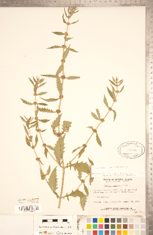  ( - CCDB-20336-H04)  @11 [ ] Copyright (2015) Deb Metsger Royal Ontario Museum