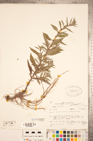  ( - CCDB-20336-A03)  @11 [ ] Copyright (2015) Deb Metsger Royal Ontario Museum