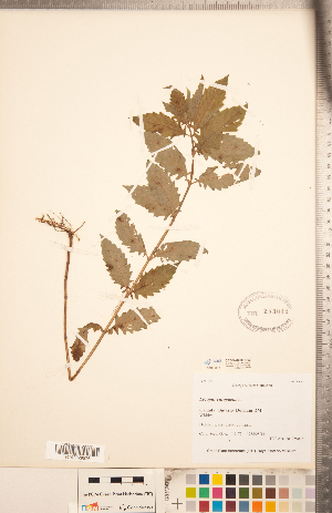  ( - CCDB-20336-C03)  @11 [ ] Copyright (2015) Deb Metsger Royal Ontario Museum