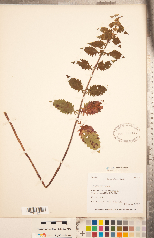  ( - CCDB-20336-D03)  @11 [ ] Copyright (2015) Deb Metsger Royal Ontario Museum