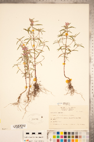  (Galeopsis ladanum - CCDB-20336-H03)  @11 [ ] Copyright (2015) Deb Metsger Royal Ontario Museum