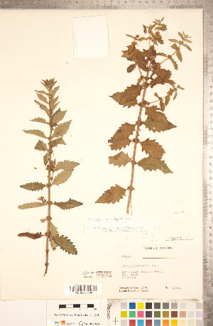  ( - CCDB-20336-A04)  @11 [ ] Copyright (2015) Deb Metsger Royal Ontario Museum