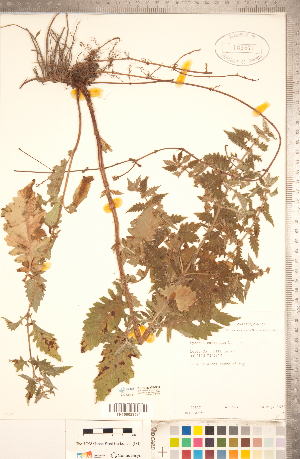  ( - CCDB-20336-B04)  @11 [ ] Copyright (2015) Deb Metsger Royal Ontario Museum