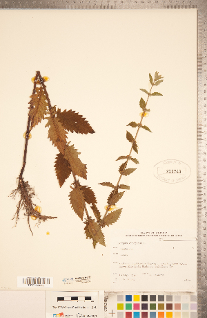  ( - CCDB-20336-C04)  @11 [ ] Copyright (2015) Deb Metsger Royal Ontario Museum