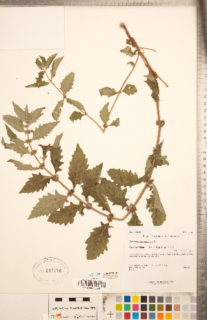  ( - CCDB-20336-F04)  @11 [ ] Copyright (2015) Deb Metsger Royal Ontario Museum