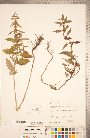  ( - CCDB-20336-G04)  @11 [ ] Copyright (2015) Deb Metsger Royal Ontario Museum