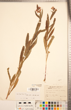  (Physostegia ledinghamii - CCDB-20336-B07)  @11 [ ] Copyright (2015) Deb Metsger Royal Ontario Museum