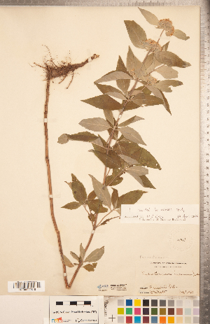  (Pycnanthemum incanum - CCDB-20336-A07)  @11 [ ] Copyright (2015) Deb Metsger Royal Ontario Museum