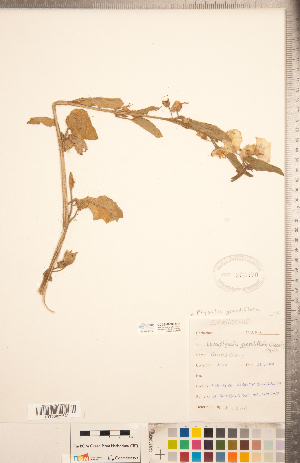  ( - CCDB-20336-B11)  @11 [ ] Copyright (2015) Deb Metsger Royal Ontario Museum