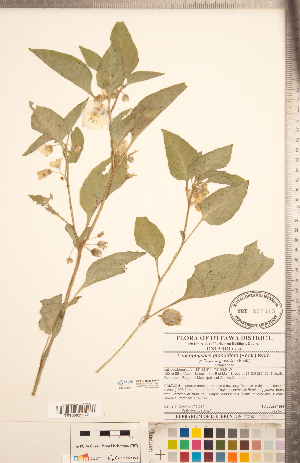  ( - CCDB-20336-A11)  @11 [ ] Copyright (2015) Deb Metsger Royal Ontario Museum